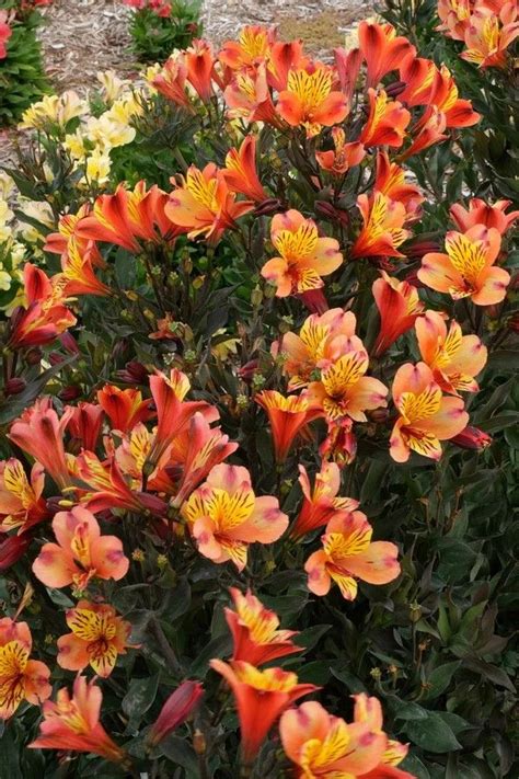 alstroemeria zone 9